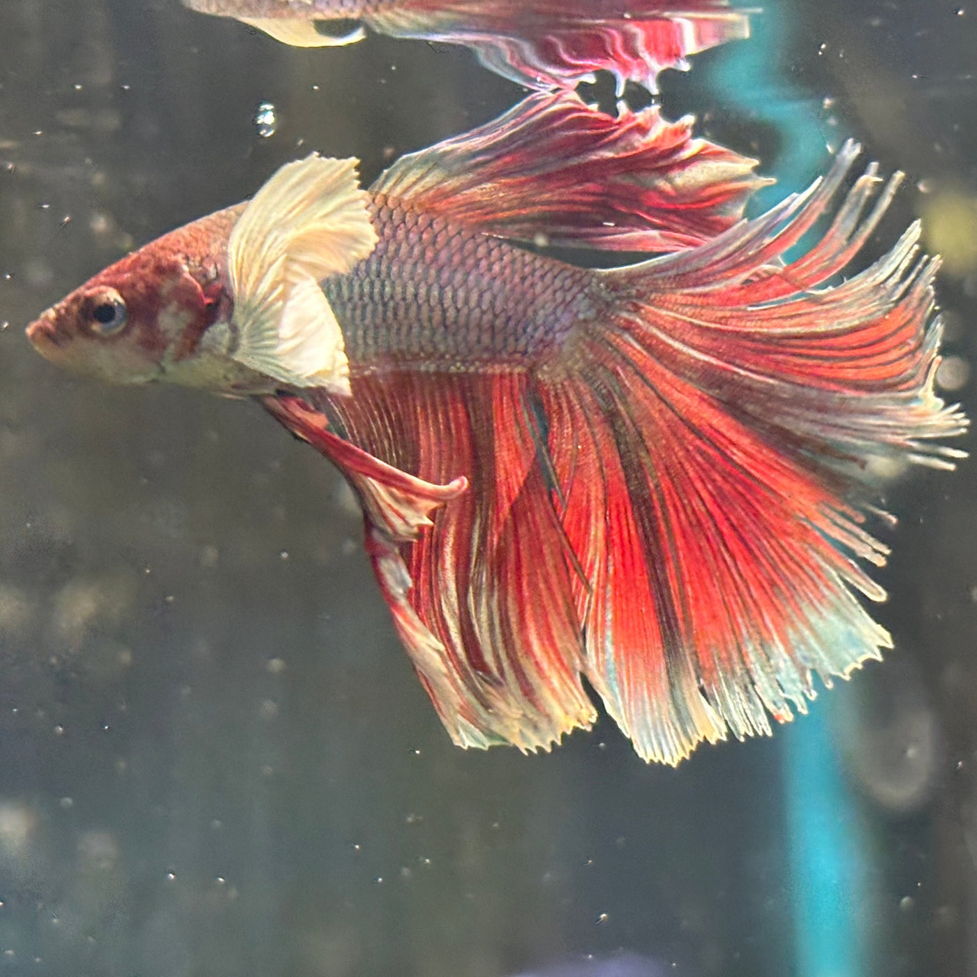 Halfmoon Betta Male WYSIWYG