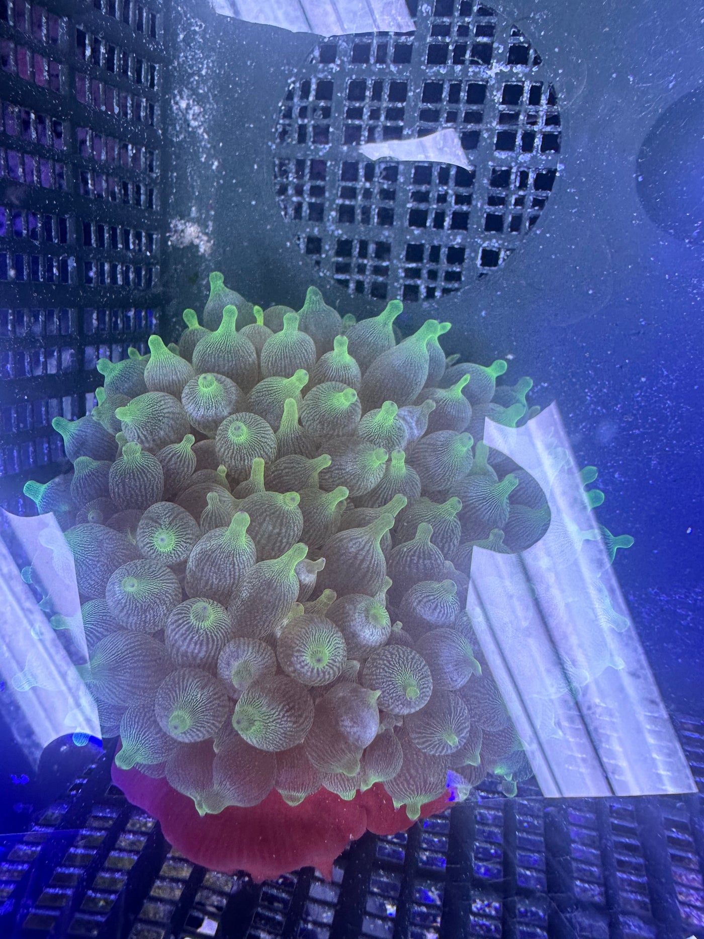 Green  Bulb Anemone Med