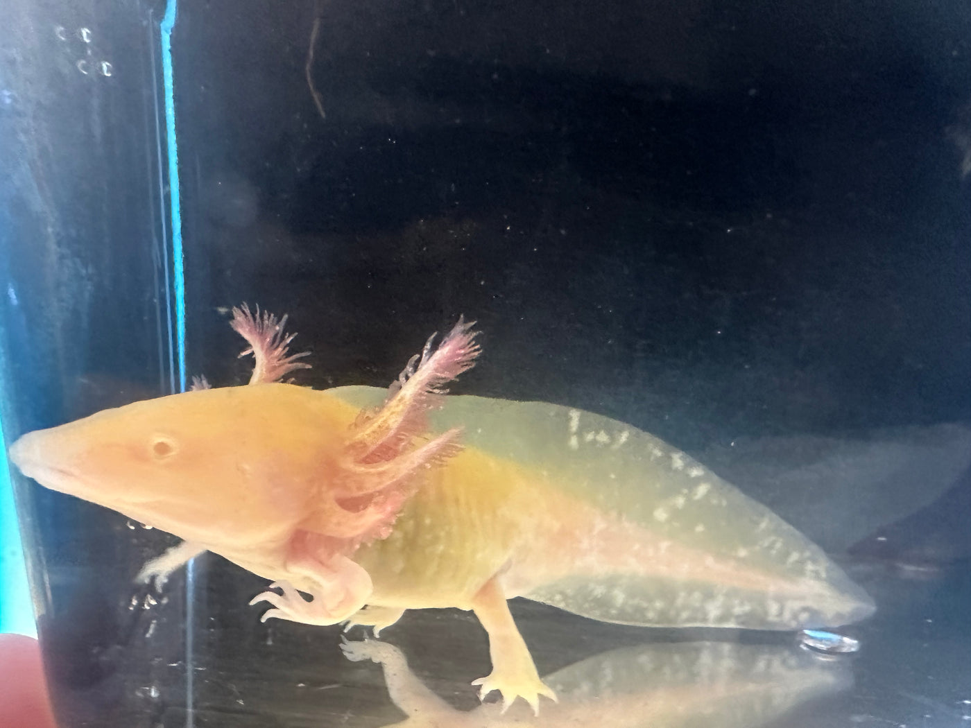 Axolotl (Golden) 2.75" - 3.75"