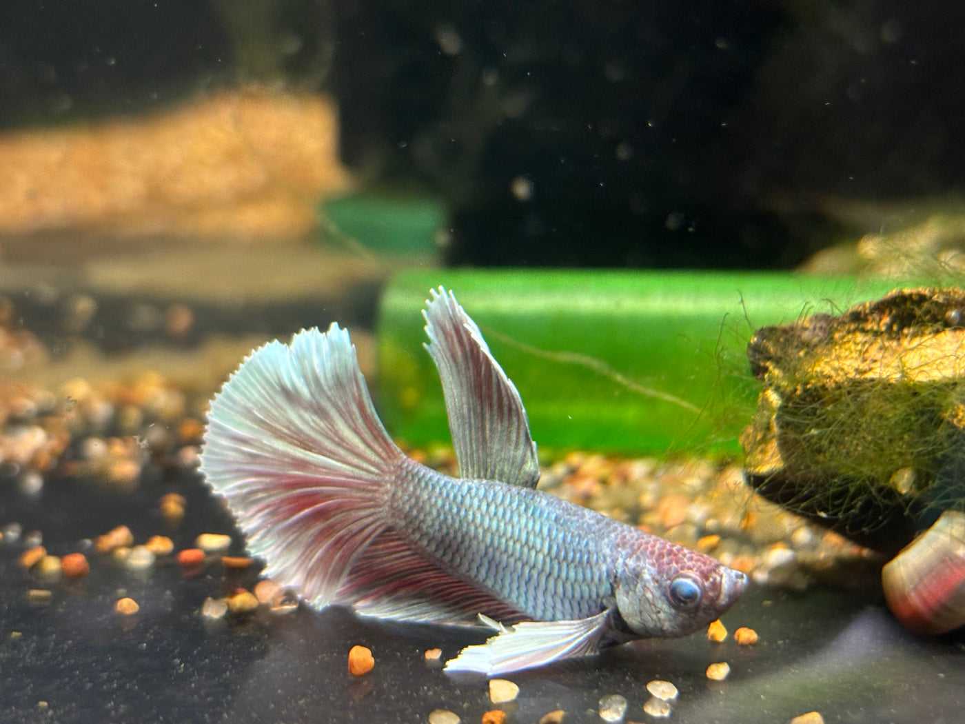 Dumbo Super Delta Betta Male