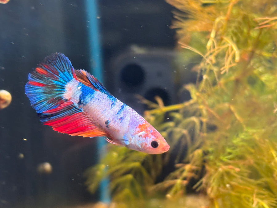 Koi Betta Female