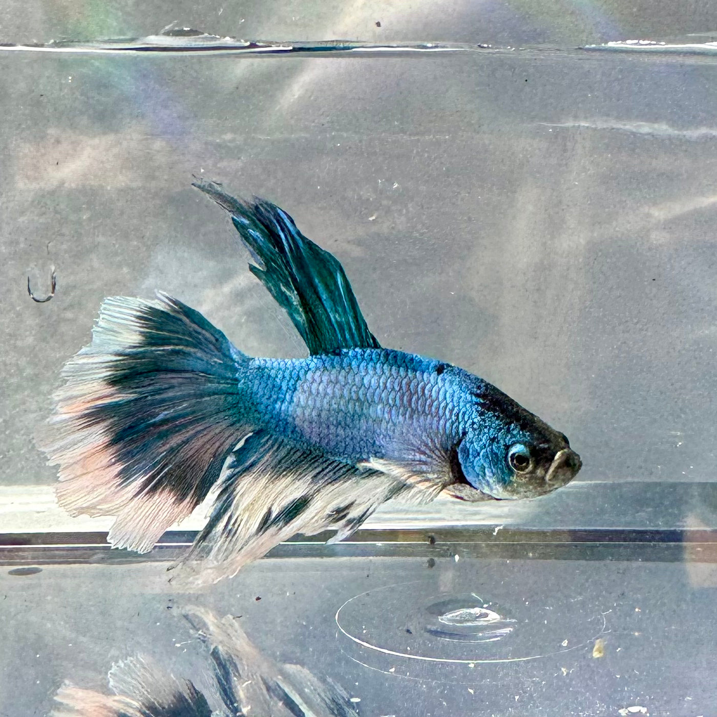 Halfmoon Betta Male -Sale