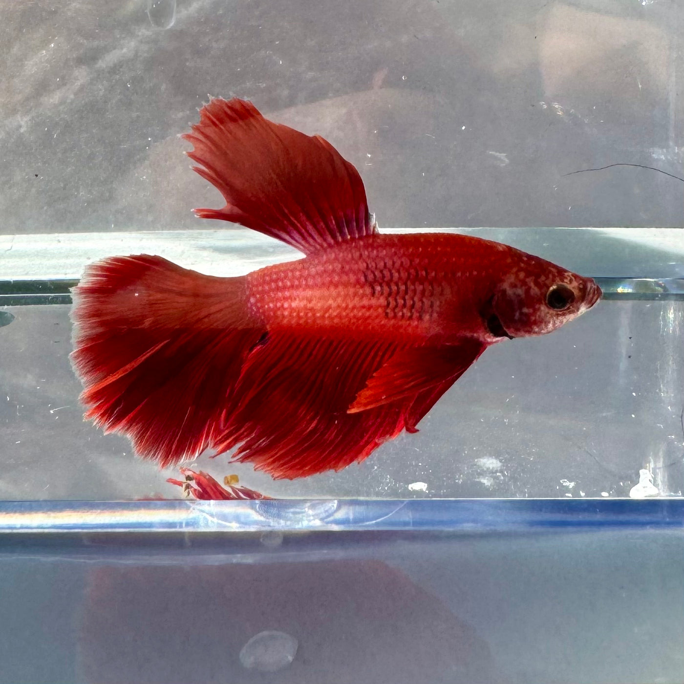 Halfmoon Betta Male -Sale