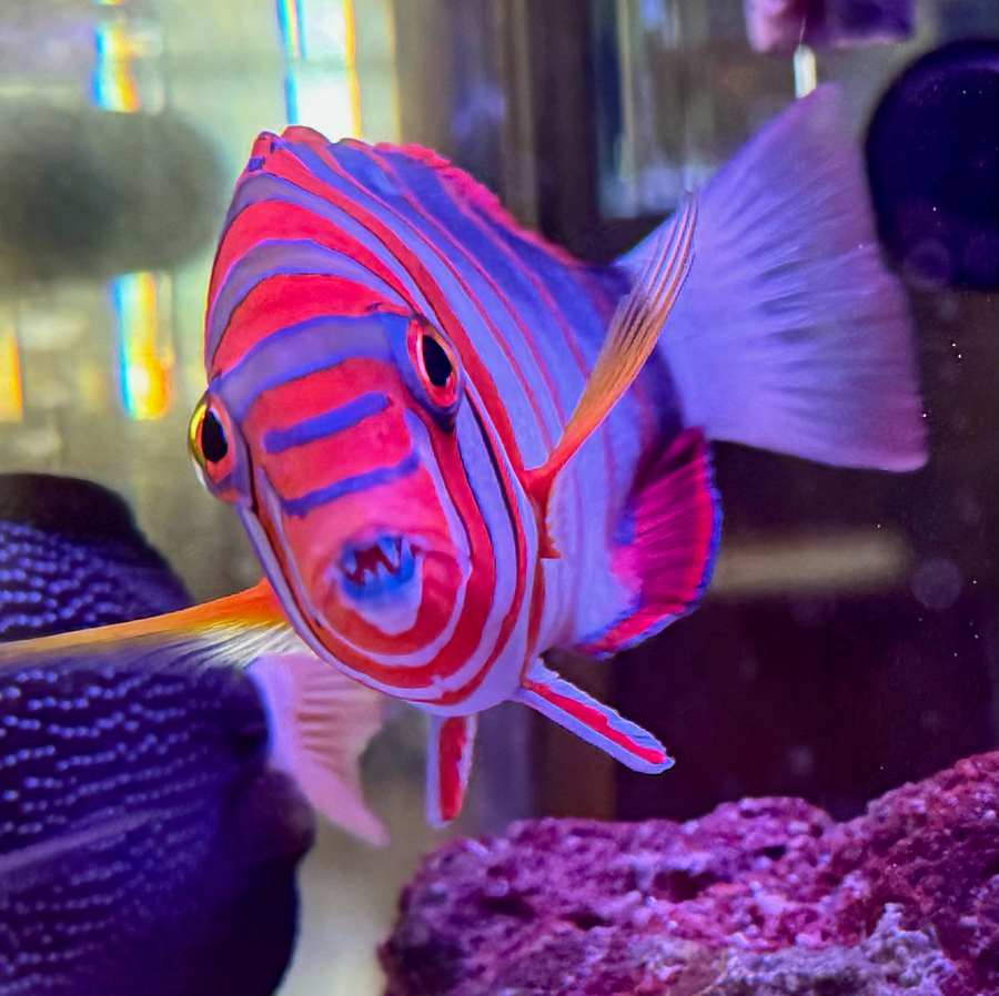 Harlequin Tusk (Australian)