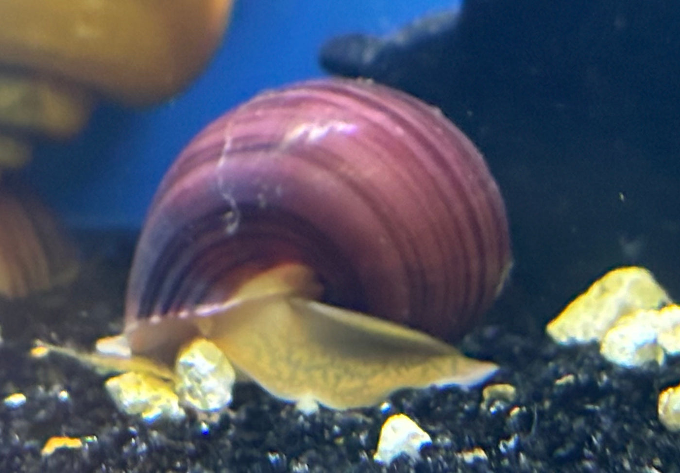 Magenta Mystery Snail