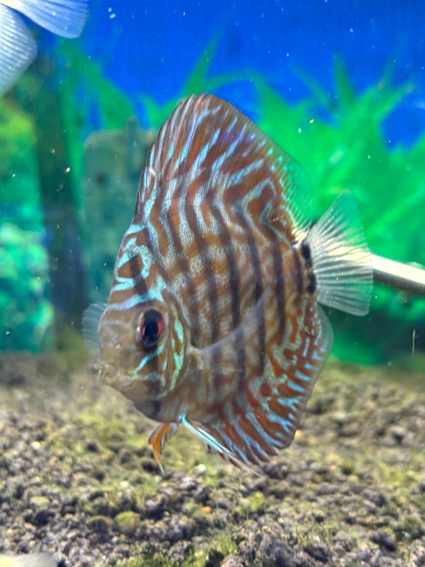 Cobalt Blue Discus