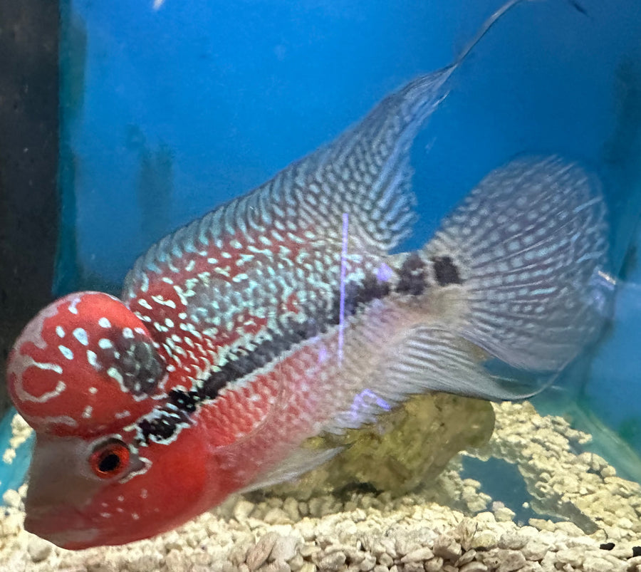 Cherry Hump Head Flowerhorn Cichlid - Med