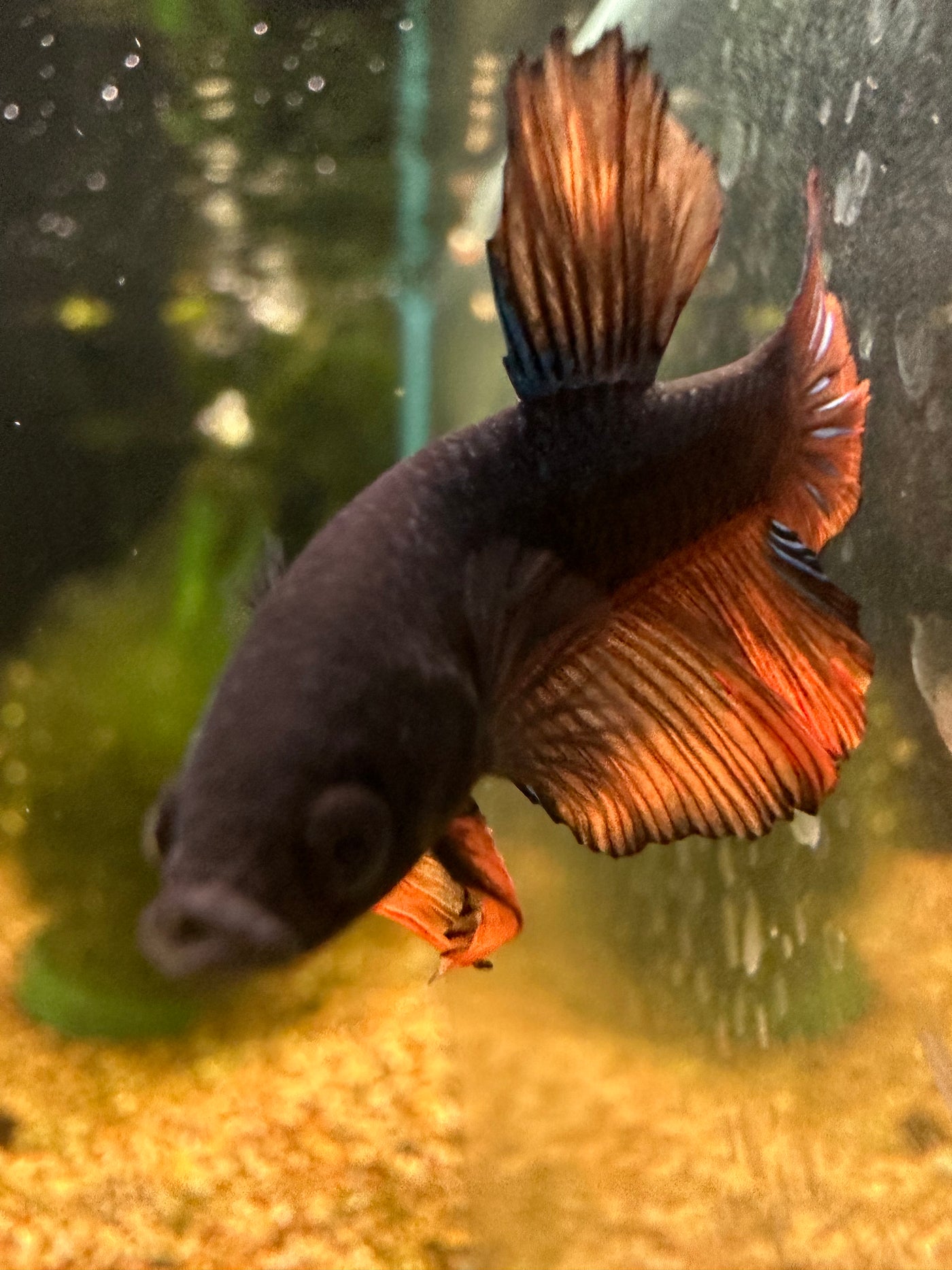 Mustard Gas Male Betta BT2D