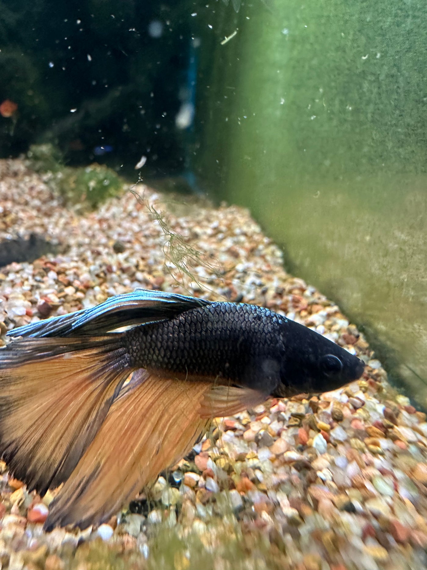 Halfmoon Male Betta BT1B