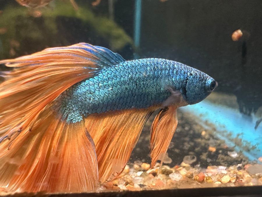 Mustard Gas Male Betta BT1A