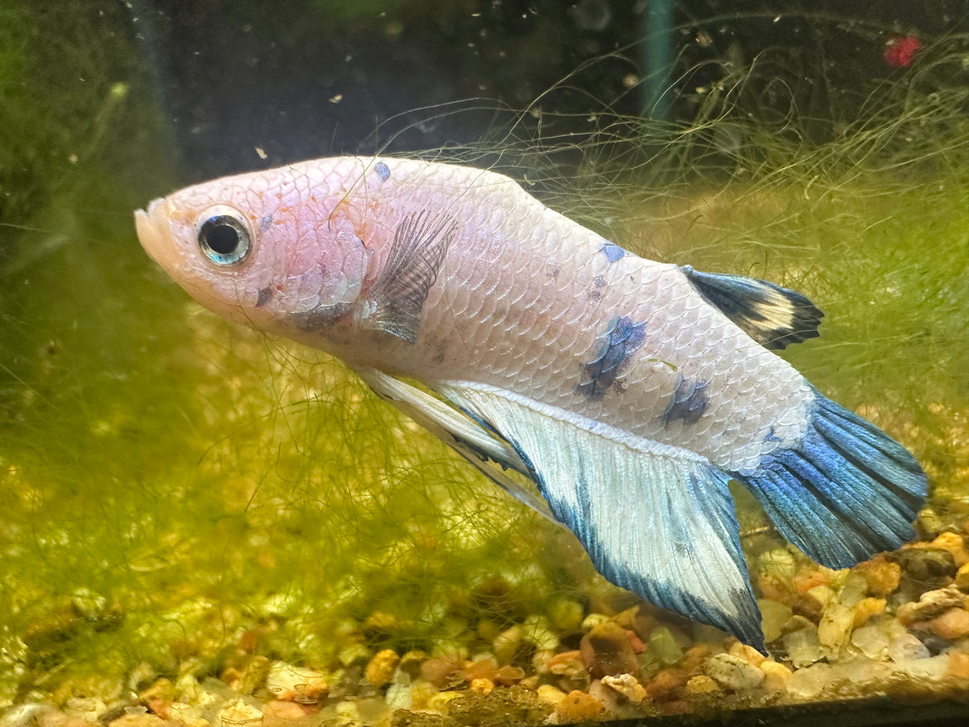 Blue Marble Halfmoon Plakat WYSIWYG Male Betta