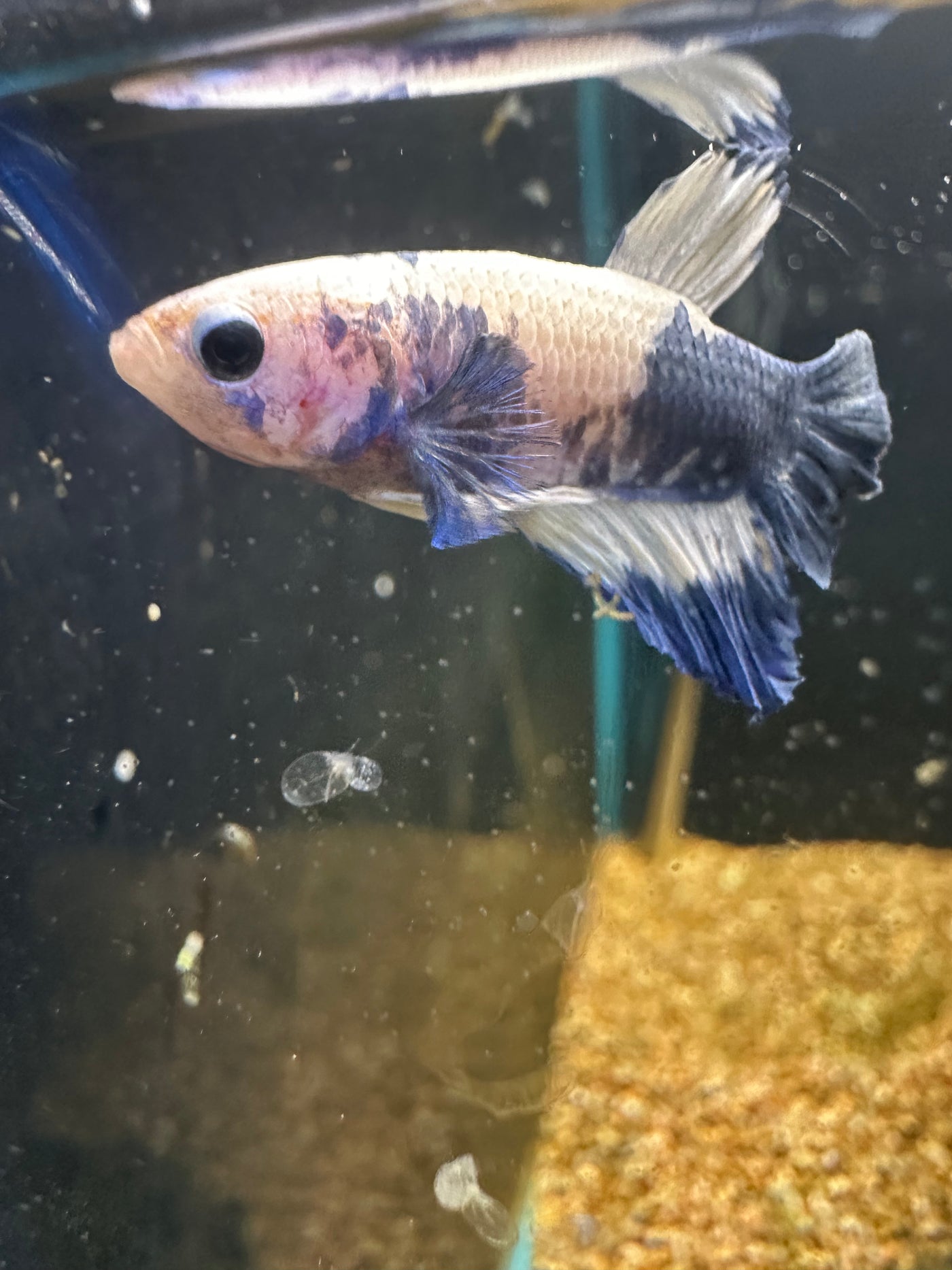 Blue Panda Plakat WYSIWYG Male Betta BT2A