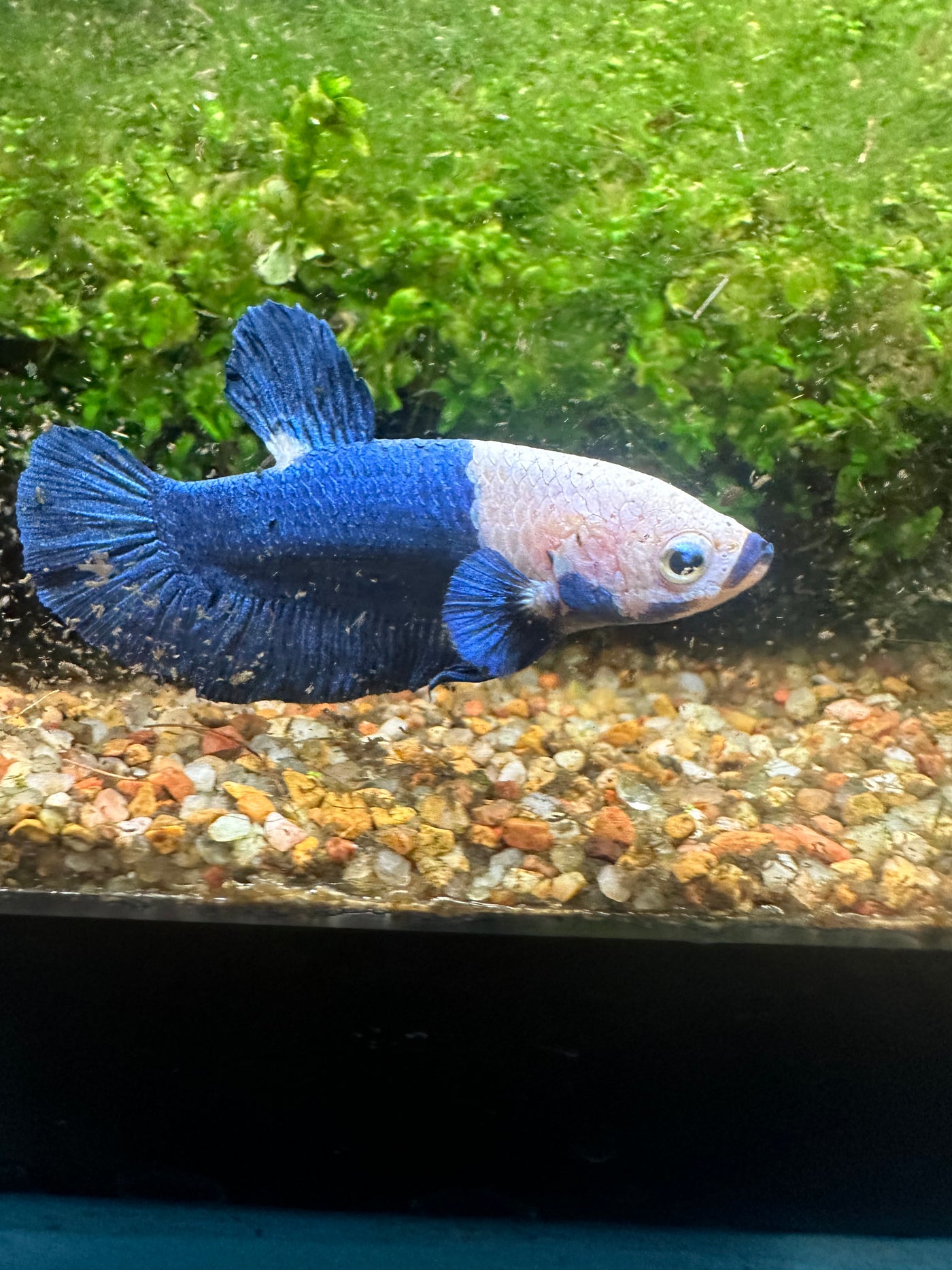 Blue Panda Plakat WYSIWYG Male Betta BT2B