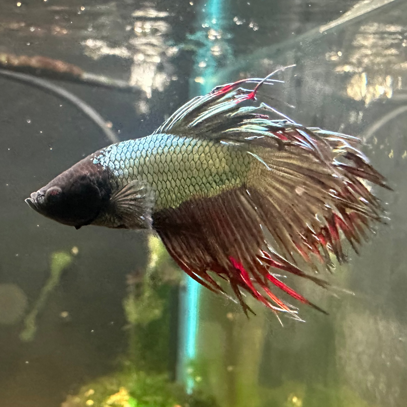 Crownetail Male Betta BT1C