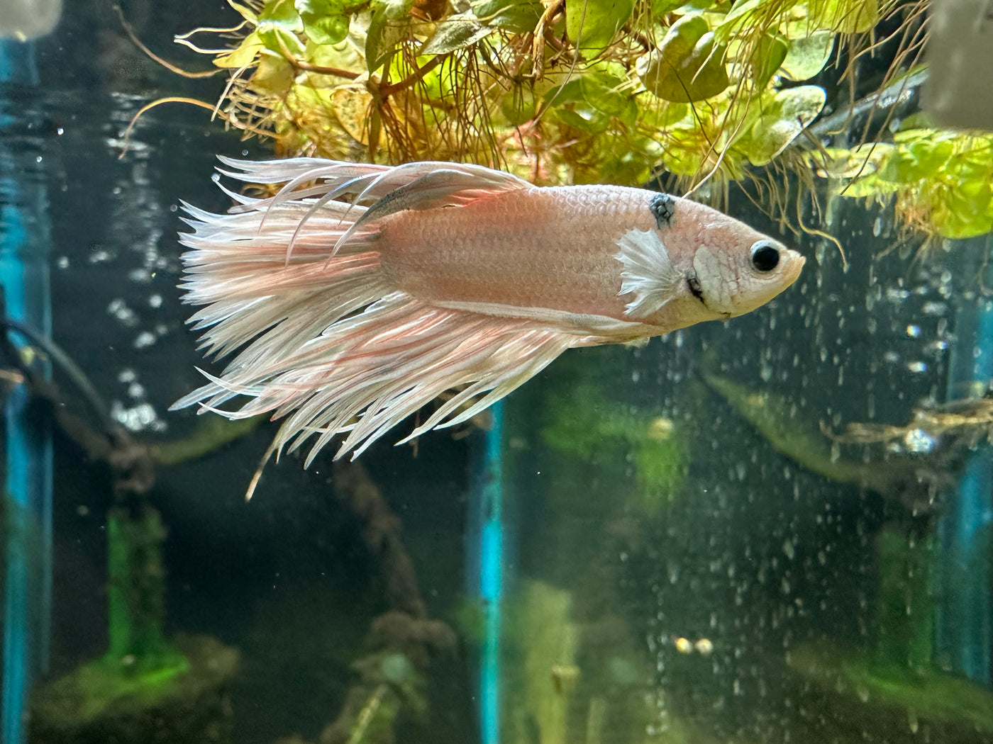 Platinum White Male Betta WYSIWYG BT1B