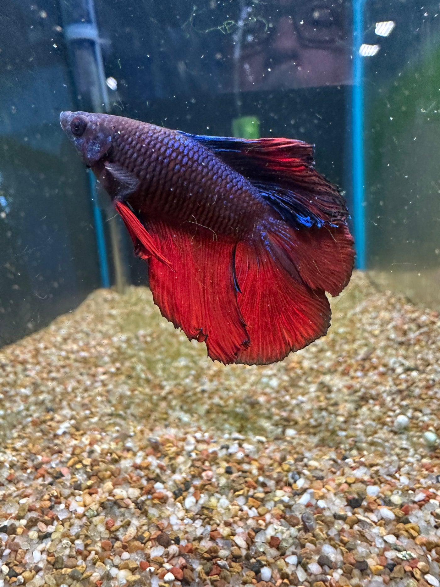 Halfmoon Male Betta BT2A