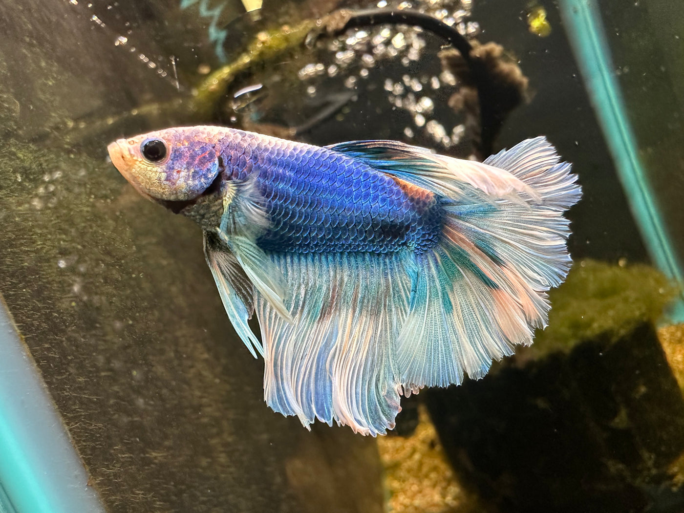 Halfmoon Rosetail Betta Male BT2D