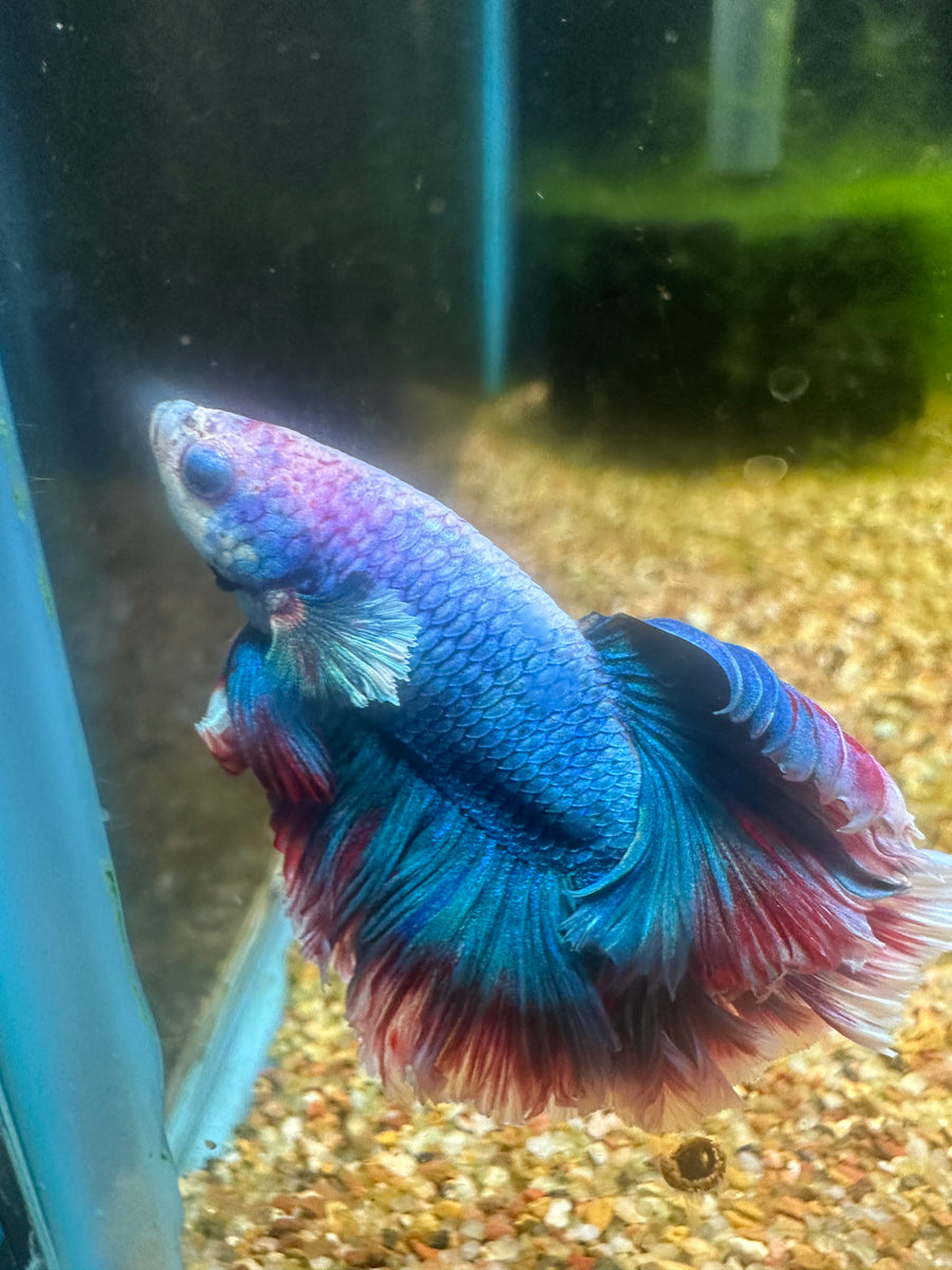 Halfmoon Male Betta BT2B