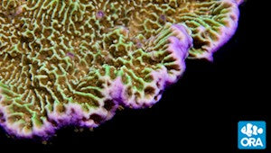 ORA Confusa Montipora