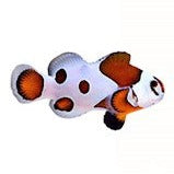 Orange Storm Clownfish