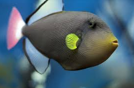 Pinktail Triggerfish