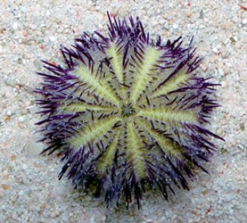 Purple Urchin