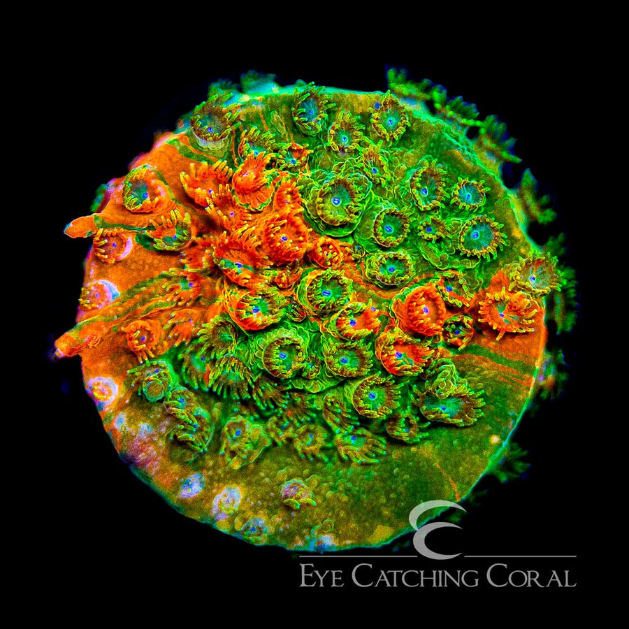 LC Circuit Breaker Cyphastrea Frag