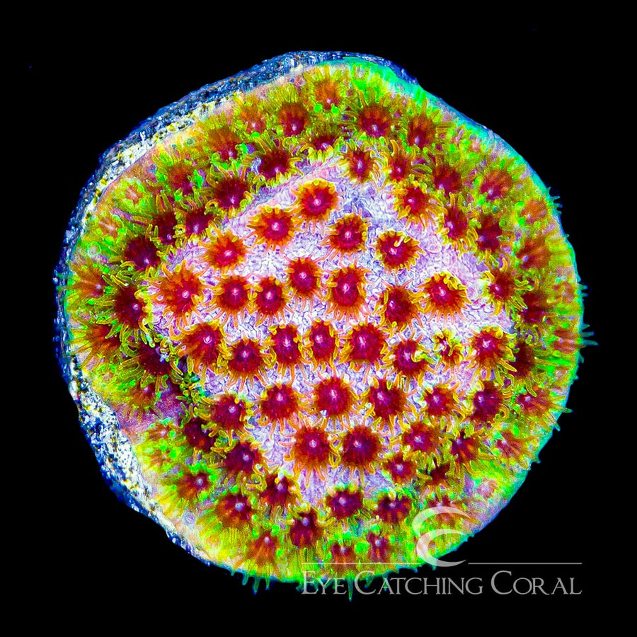 Skittles Bomb Cyphastrea Frag