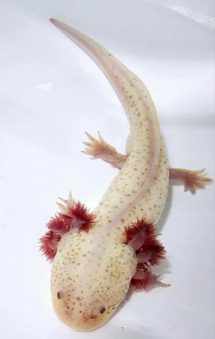 Hypomelanistic Axolotl 7" - 9"