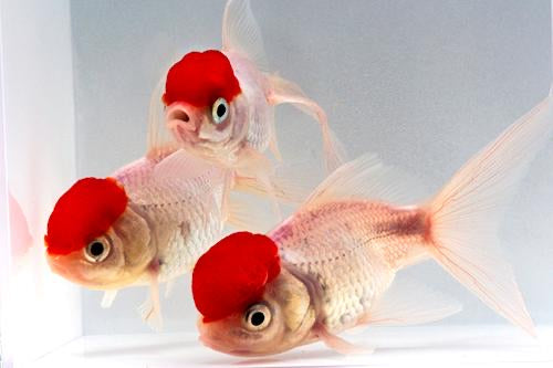 Red Cap Oranda Goldfish 2" - 3"