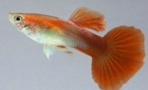 Red Guppy ( Male)