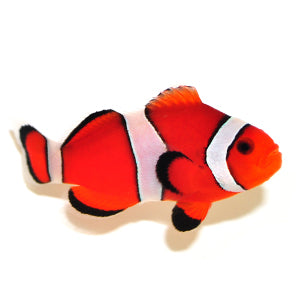 Blaze Orange Clownfish