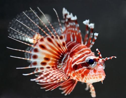 lion fish