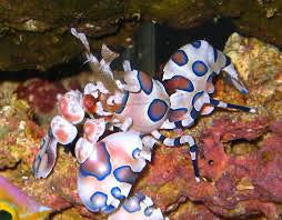 Harlequin Shrimp