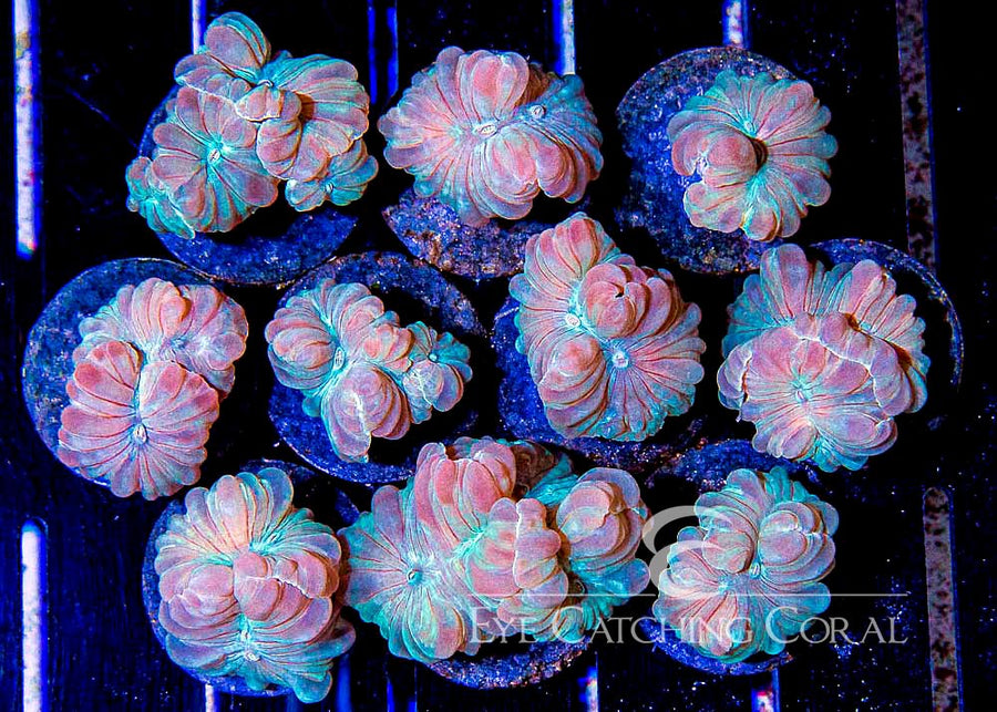 ECC Fox Coral Frag