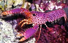 The purple hot sale lobster