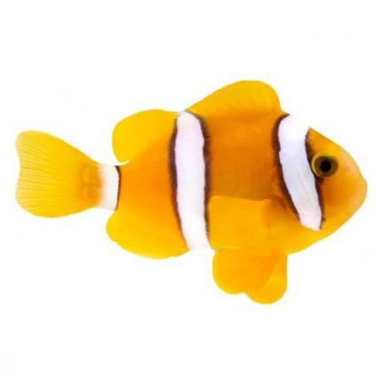 Clarkii Clownfish