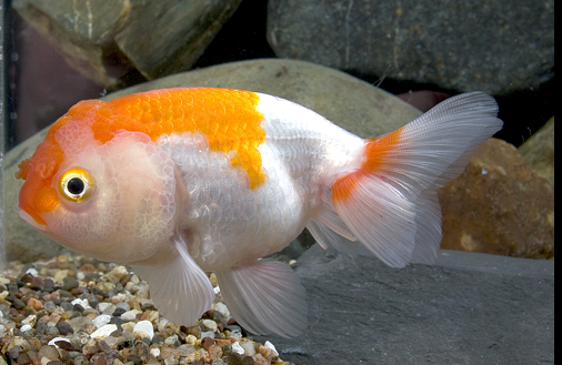 Red & white Lionhead Goldfish – Reeflifeaquariums.com