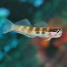 Two Spot Blenny