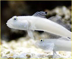 White Sleeper Goby