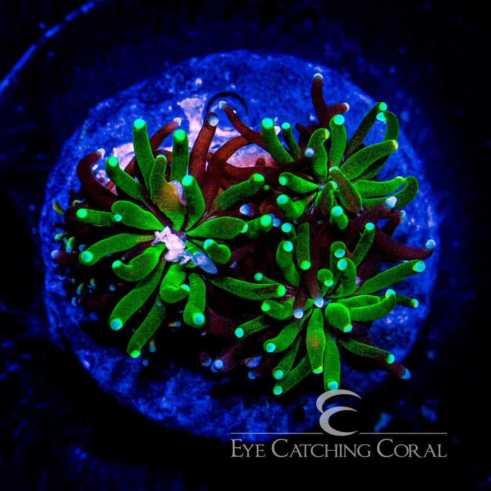 ECC Emerald Galaxea Frag