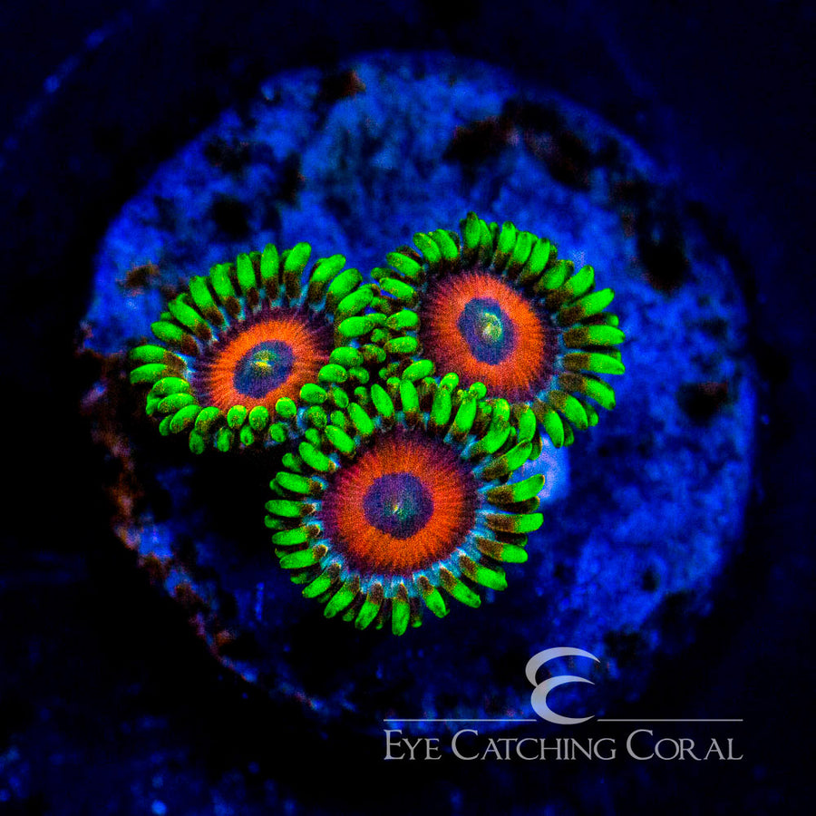 ECC Eagle Eye Zoanthid Frag (4 Polyp Average)