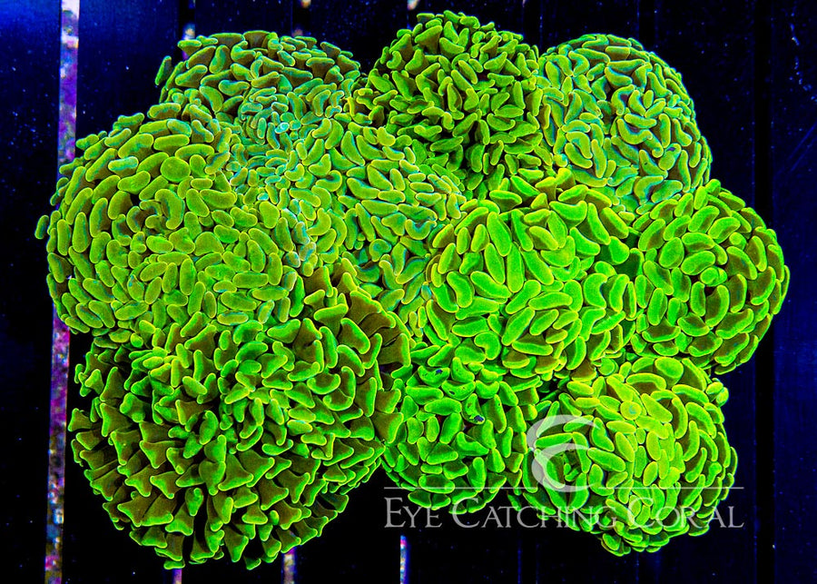 ECC Aussie Super Green Hammer Frag