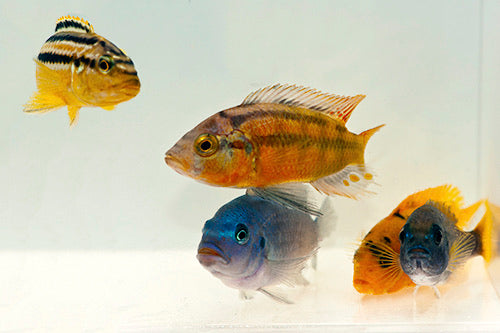 Assorted African Cichlid