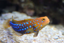 blue dot jawfish