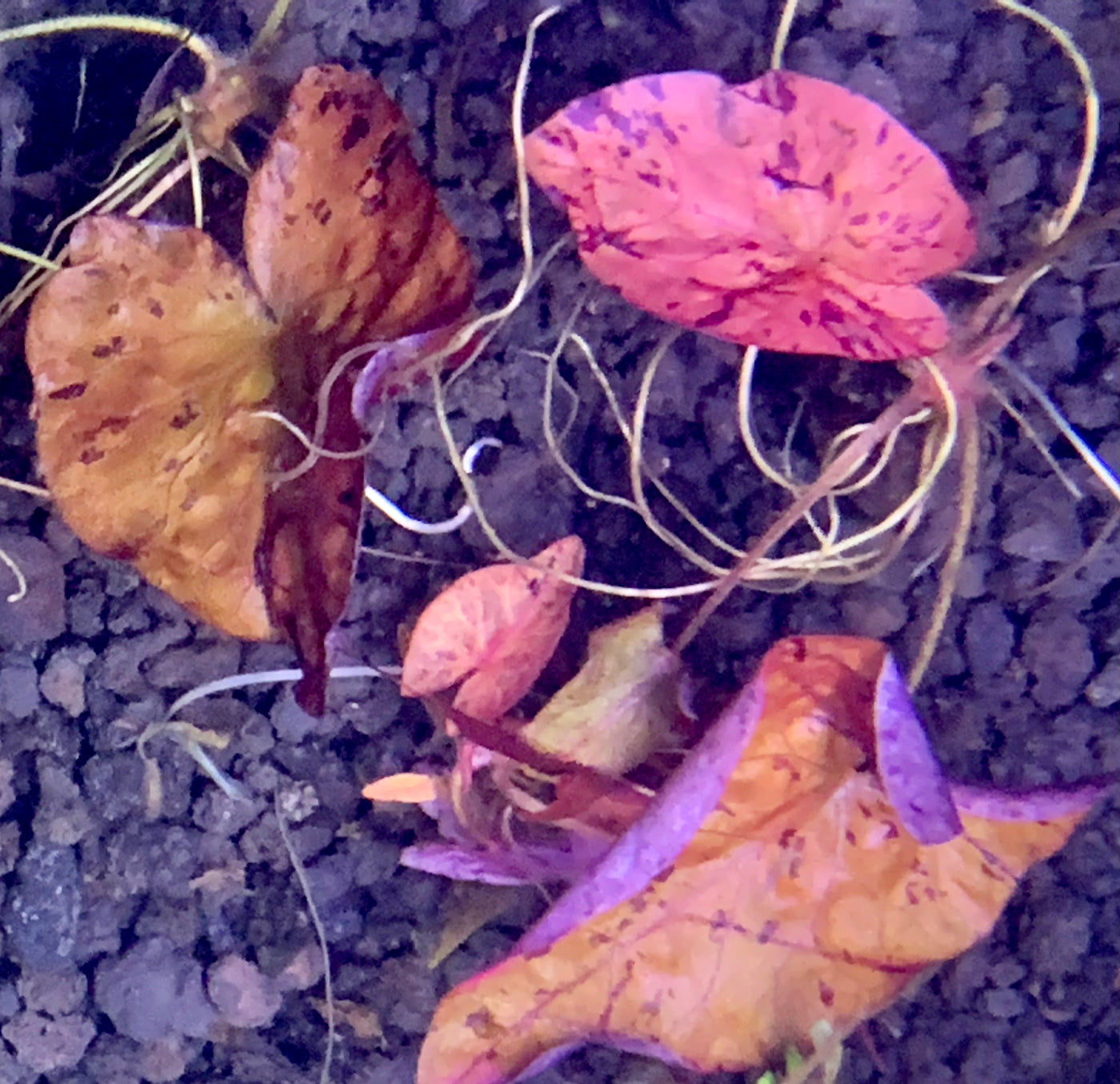 Red Tiger Lotus Plant