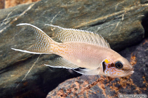 neolamprologus brichardi albino