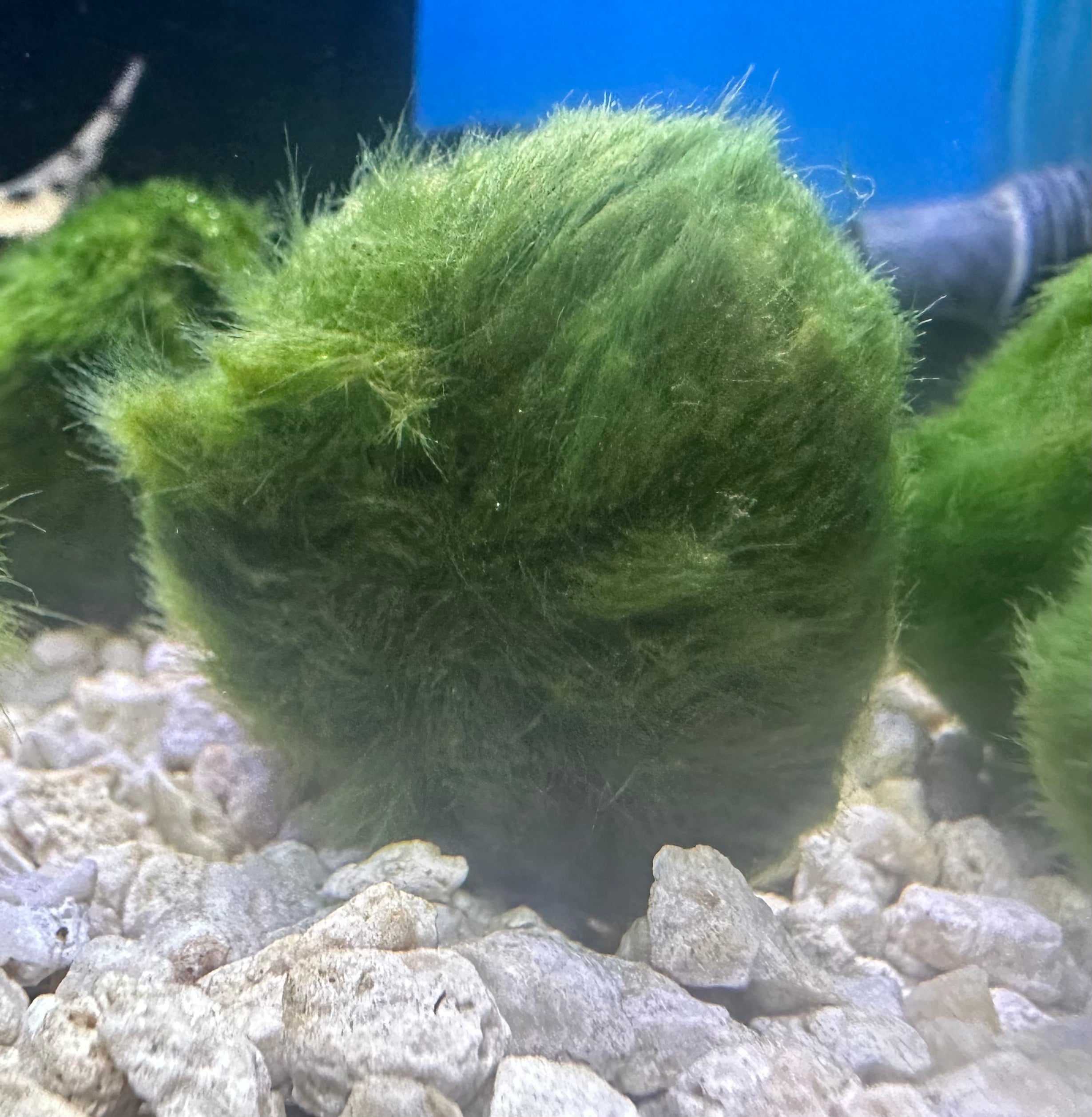 Moss Ball