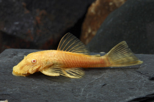 Albino Bristlenose 2"