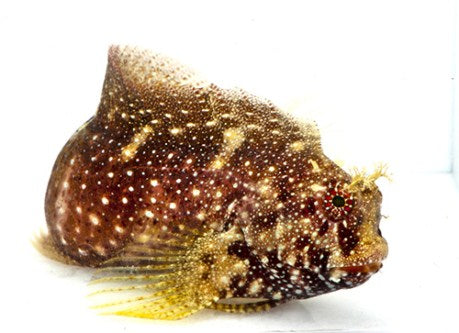 starry blenny